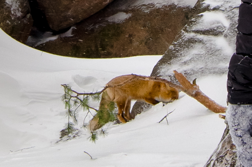 Fox on the Krasnoyarsk Pillars - My, Fox, Krasnoyarsk pillars, Krasnoyarsk, Winter, Nature, Video, Longpost