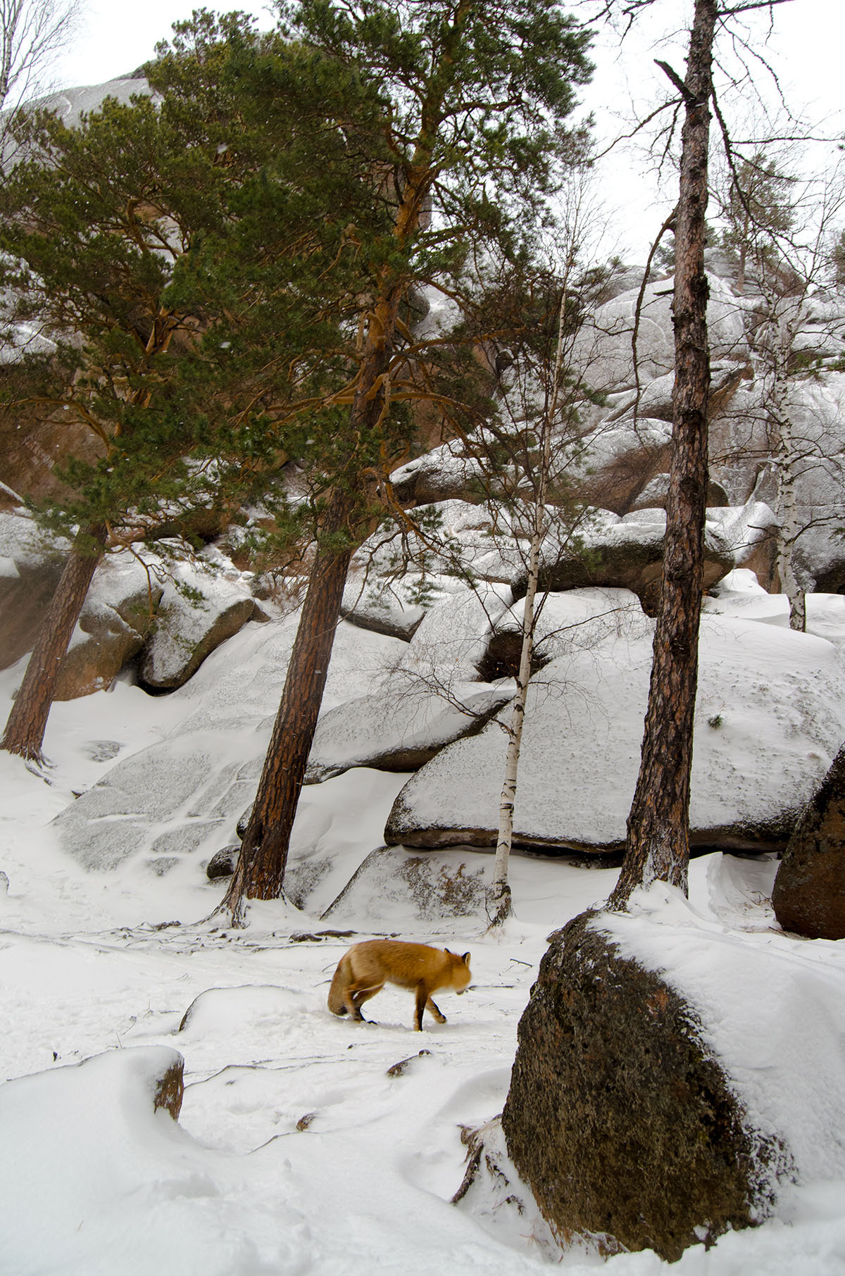 Fox on the Krasnoyarsk Pillars - My, Fox, Krasnoyarsk pillars, Krasnoyarsk, Winter, Nature, Video, Longpost