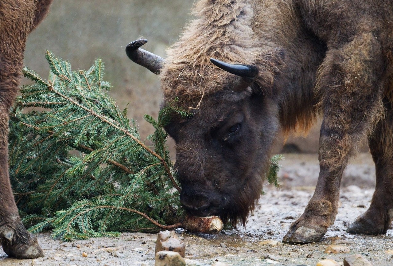 Minsk Zoo accepts Christmas trees for animal feed - Minsk, Zoo, Christmas trees