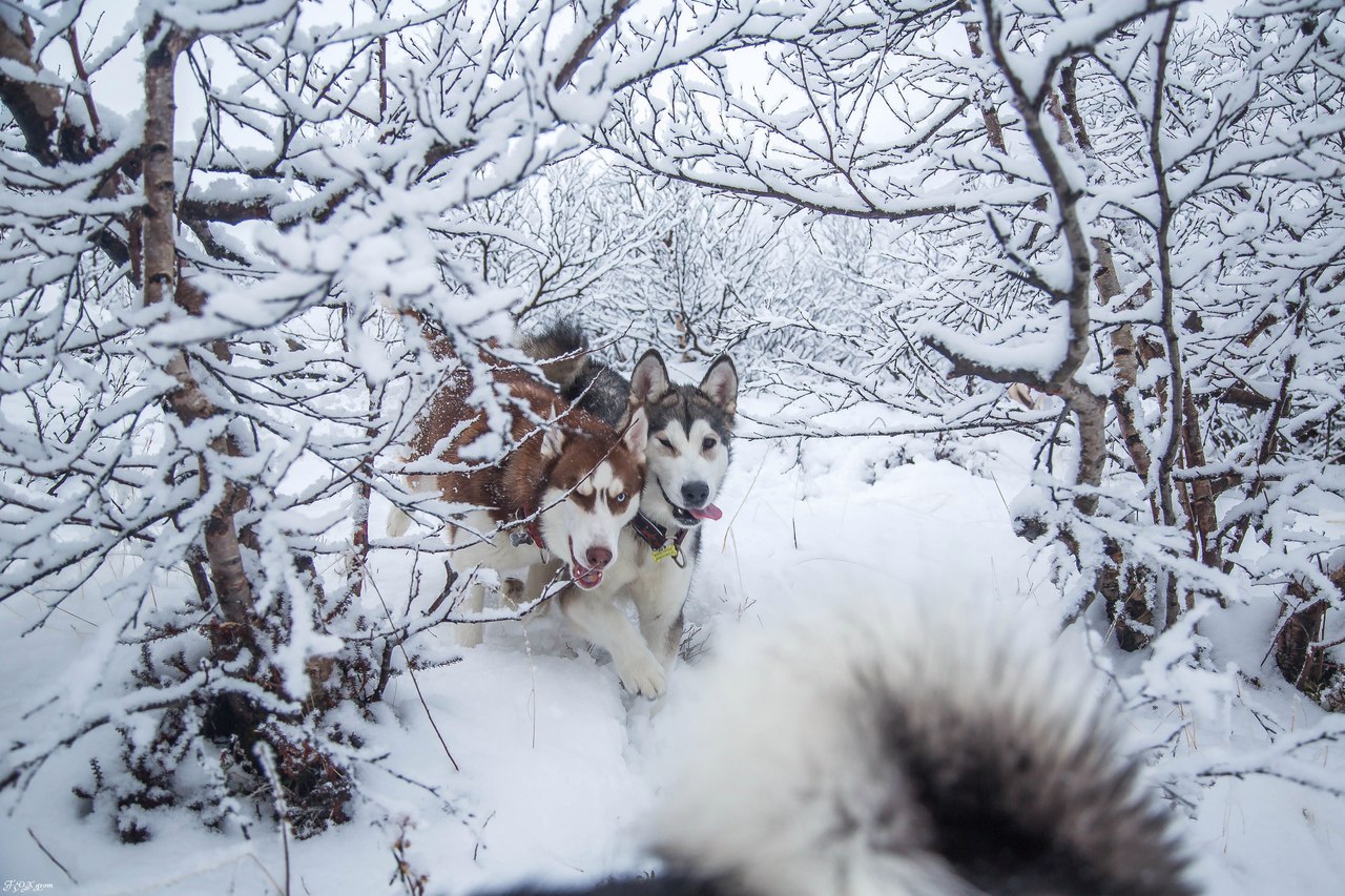 mountain walk - Photo, Dog, Husky, Alaskan Malamute, Snow, Winter, The mountains, Longpost