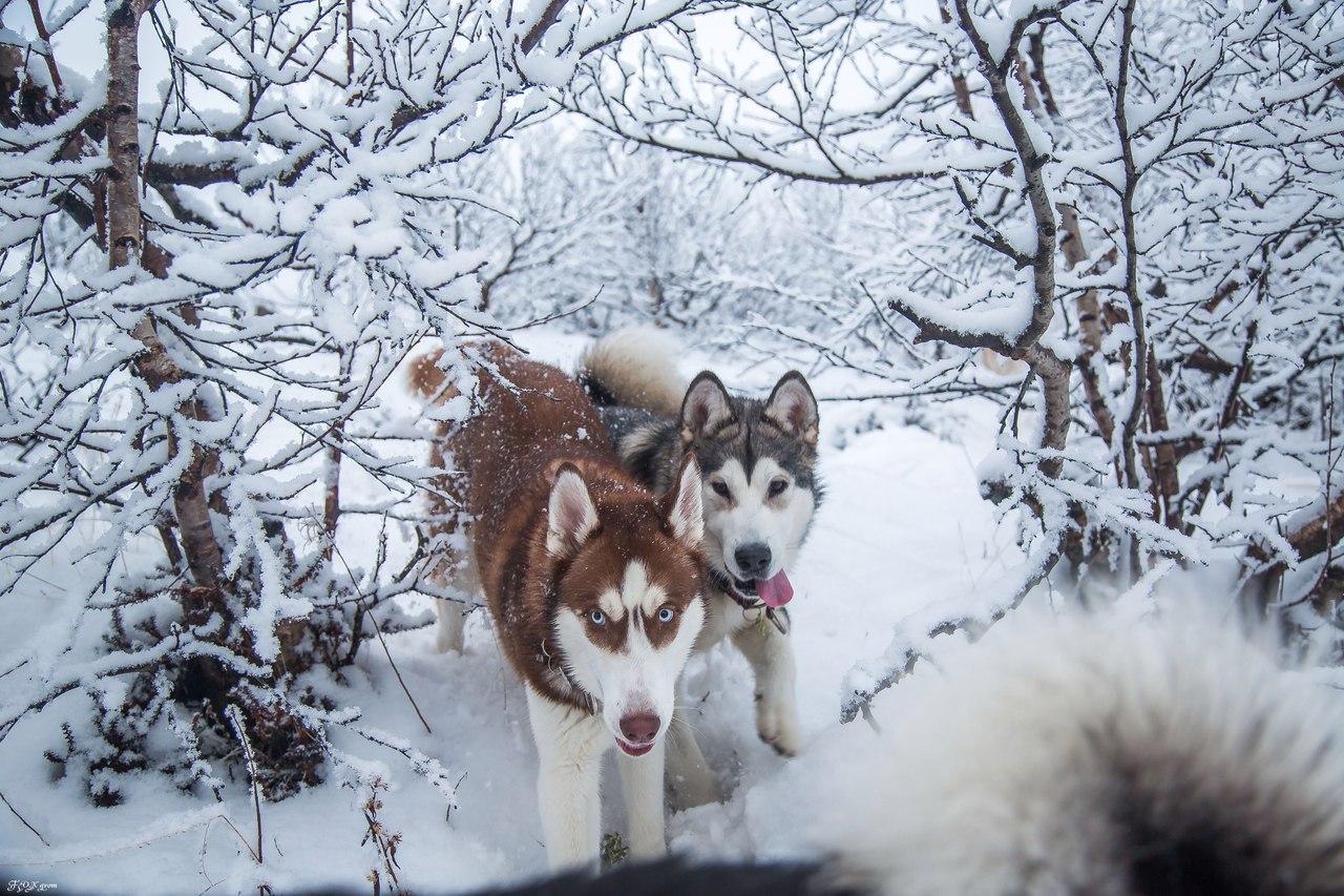 mountain walk - Photo, Dog, Husky, Alaskan Malamute, Snow, Winter, The mountains, Longpost