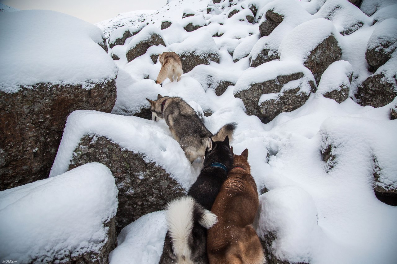 mountain walk - Photo, Dog, Husky, Alaskan Malamute, Snow, Winter, The mountains, Longpost