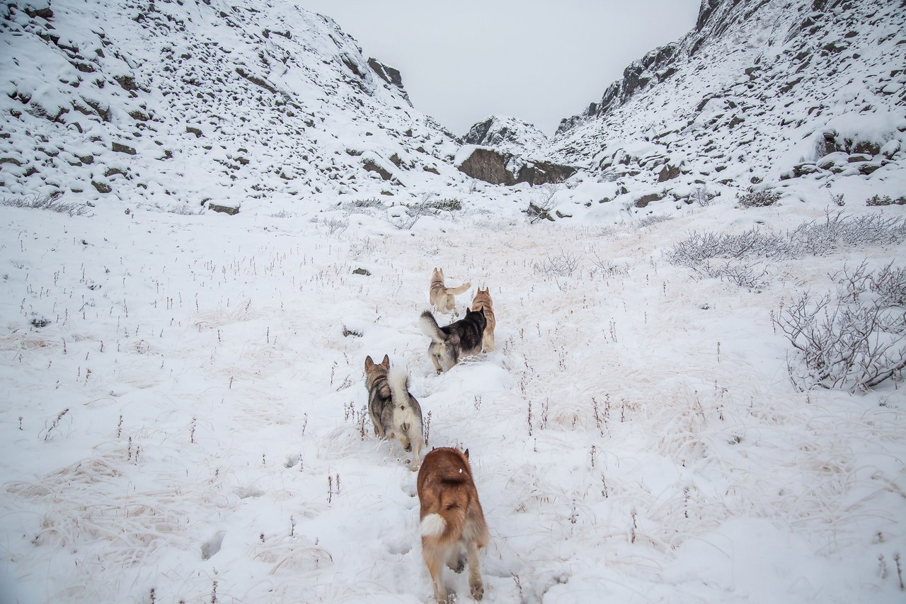 mountain walk - Photo, Dog, Husky, Alaskan Malamute, Snow, Winter, The mountains, Longpost