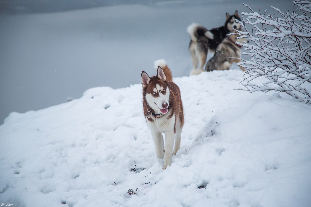 mountain walk - Photo, Dog, Husky, Alaskan Malamute, Snow, Winter, The mountains, Longpost