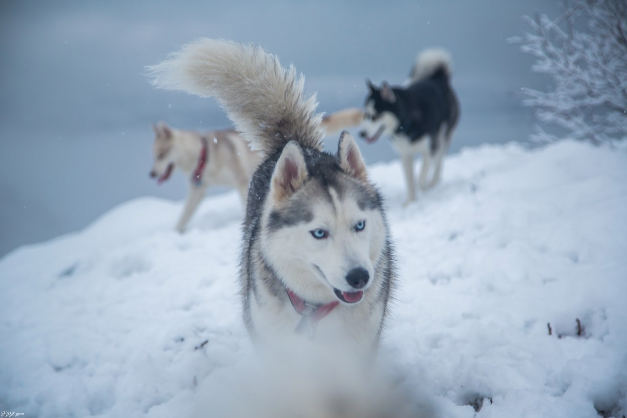 mountain walk - Photo, Dog, Husky, Alaskan Malamute, Snow, Winter, The mountains, Longpost