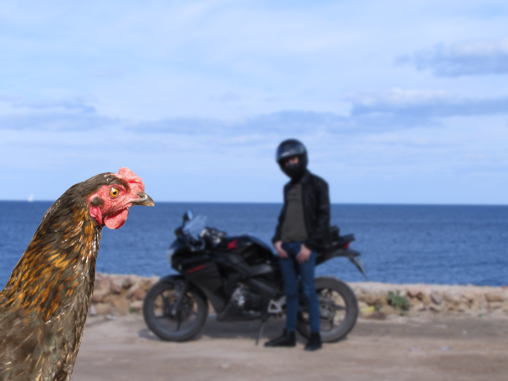 Why did the chicken walk up to the camera at the exact moment I was taking this shitty photo!? - Hen, Motorcycles, Animals, Moto