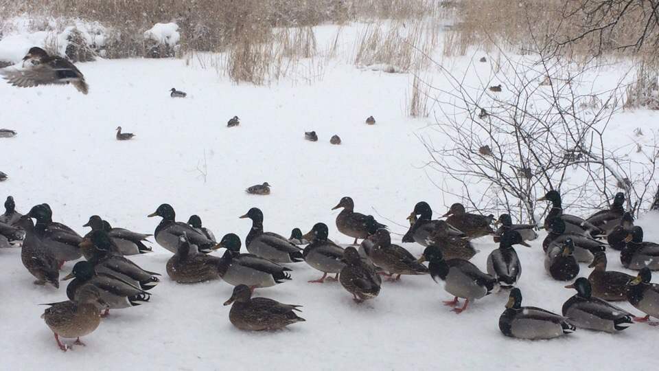 Ornithologists league, is that okay? - My, Duck, Ornithology League, Winter, freezing, Snow