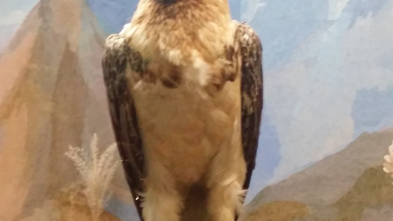 Eagle at the Darwin Museum - My, Darwin Museum, Unexpected turn, Longpost