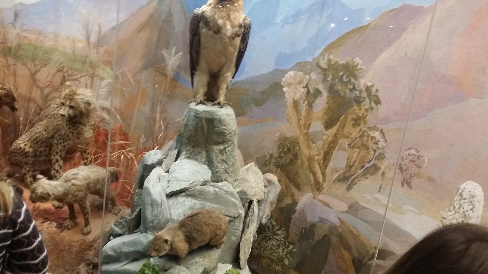 Eagle at the Darwin Museum - My, Darwin Museum, Unexpected turn, Longpost