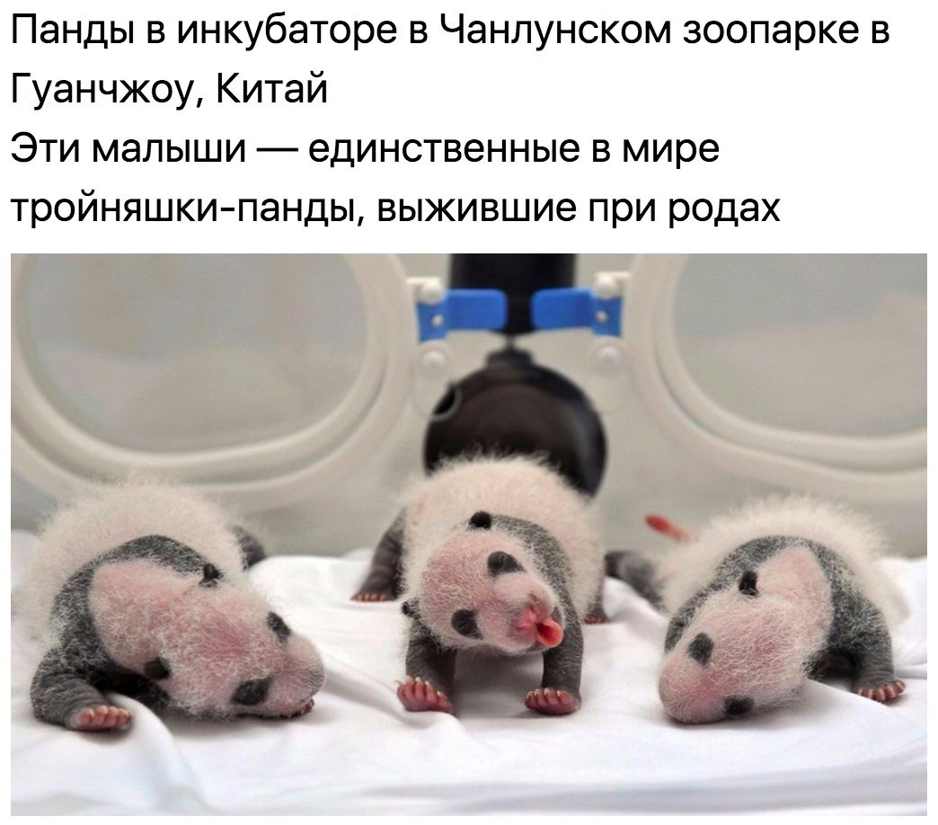 panda babies - Panda, Toddlers, Triplets, Zoo, Animals, Childbirth, Children