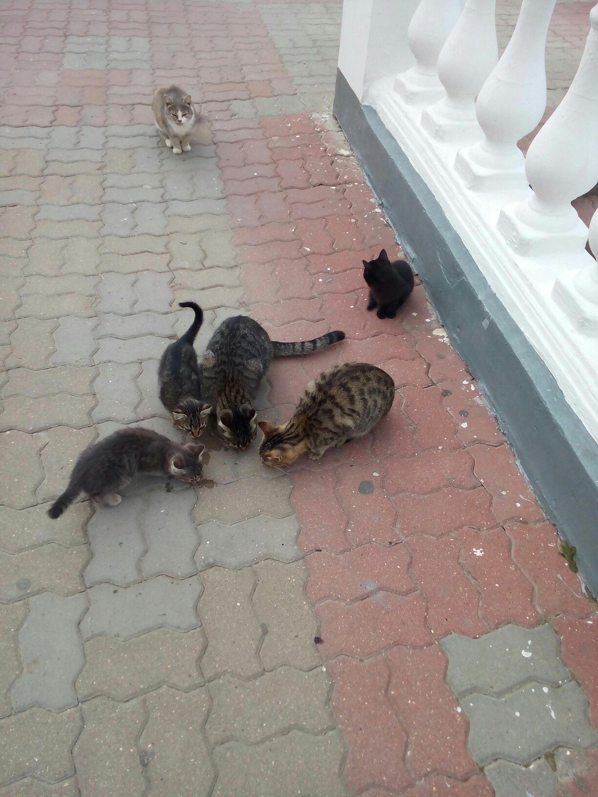 Cats and cats of the Black Sea coast - My, cat, Fluffy, Sedative, Black Sea, Coast, Kabardinka, Novorossiysk, Gelendzhik, Longpost