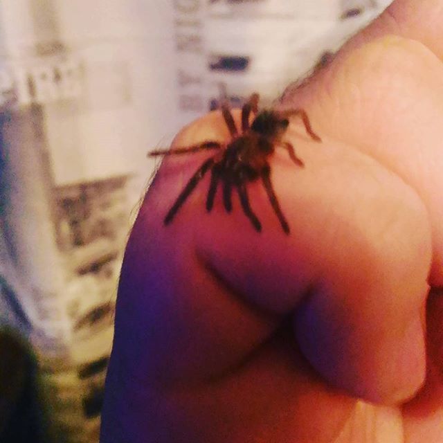 Domestic tarantula - My, Spider, Bird spiders, Longpost