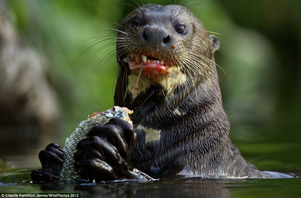 Cycle: Fluffy hunters. - My, Hunting, Otter, Fluffy, Longpost