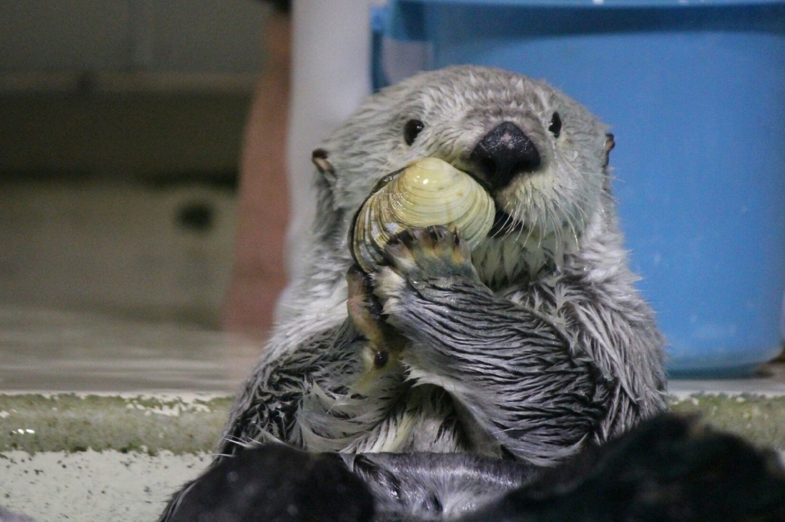 What I have! - Otter, Otters, Sea otter, Milota, Animals