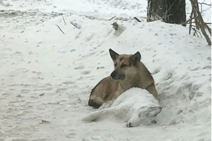 In Bashkiria, a dog guards his dead girlfriend, who was hit by a car, day and night - Love, Devotion, Dog