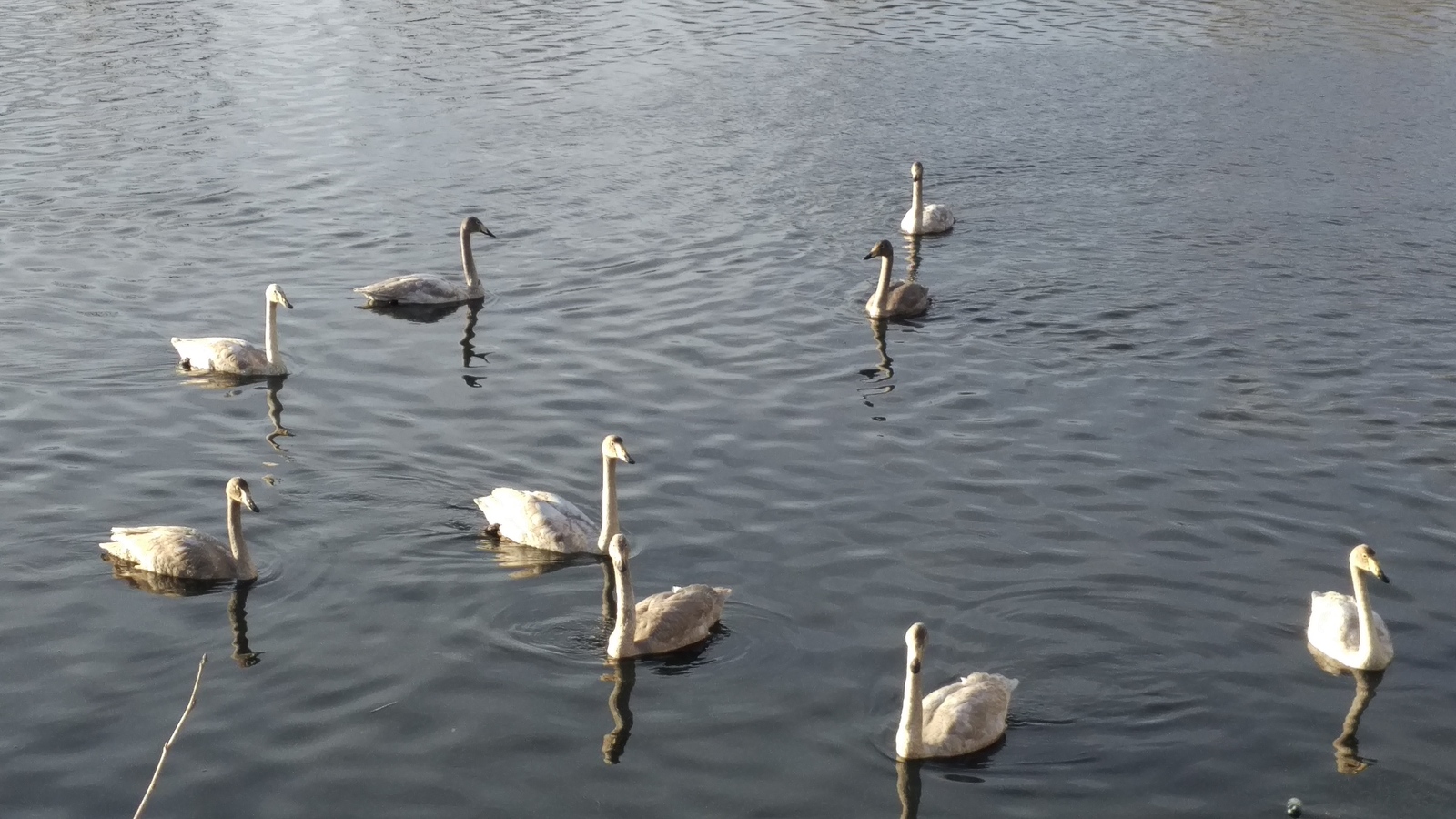 Swans - My, Swans, Avian influenza, Khadyzhensk, Winter, Краснодарский Край, Longpost, My