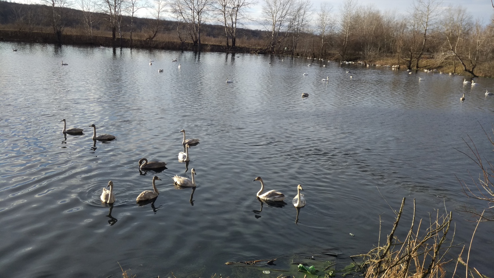 Swans - My, Swans, Avian influenza, Khadyzhensk, Winter, Краснодарский Край, Longpost, My