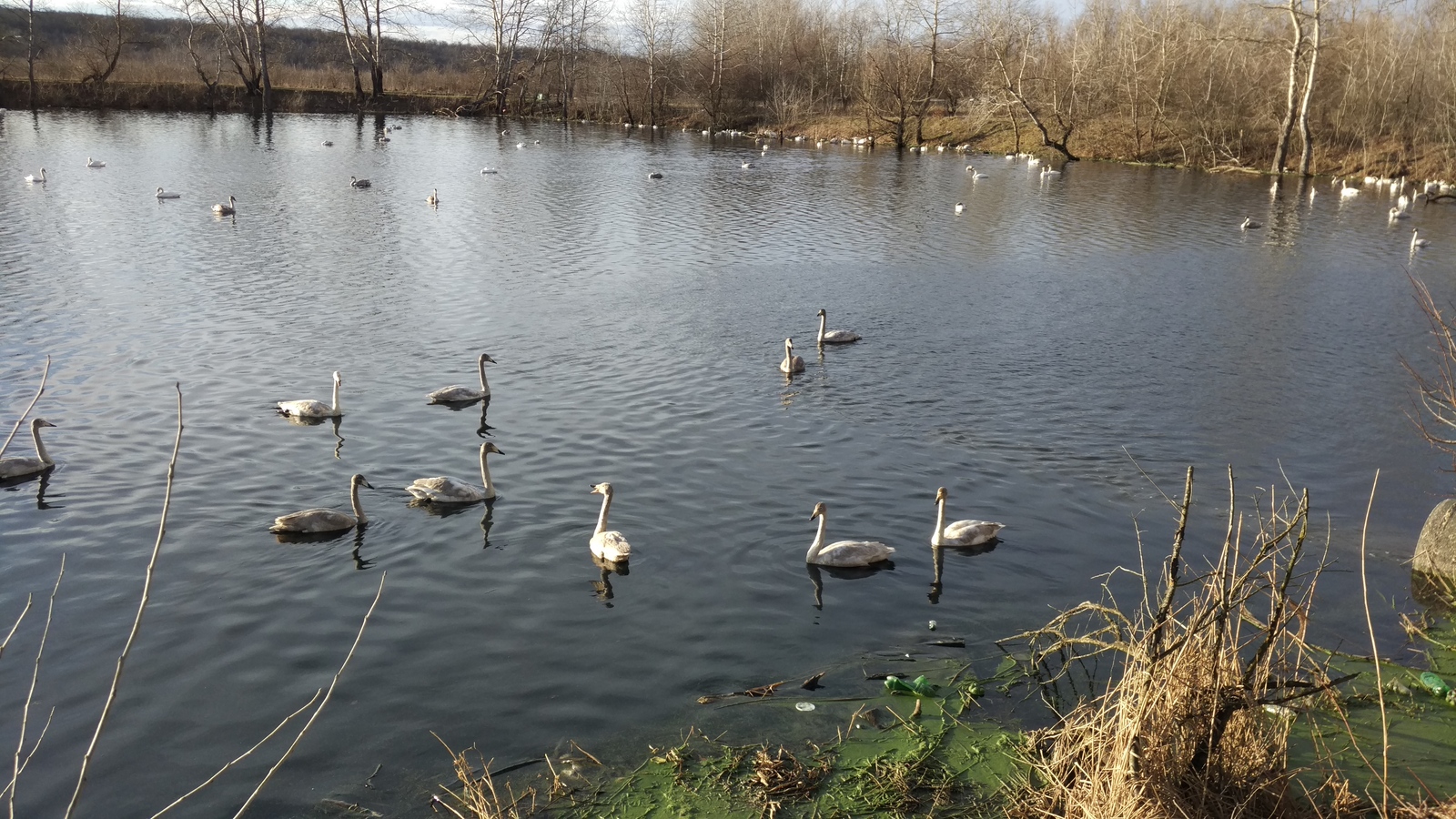 Swans - My, Swans, Avian influenza, Khadyzhensk, Winter, Краснодарский Край, Longpost, My