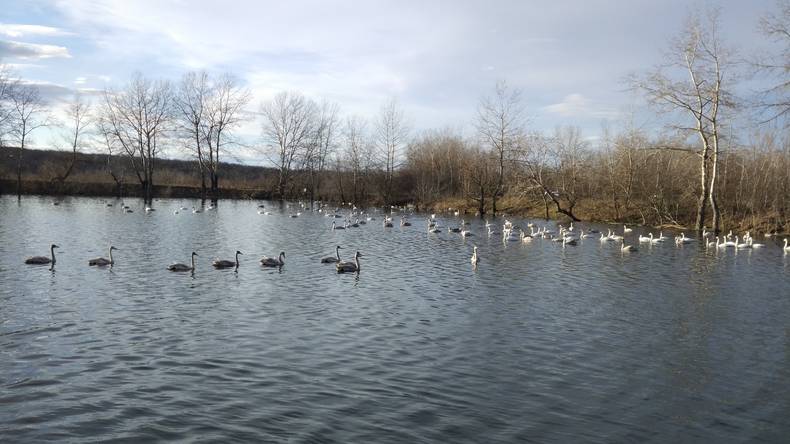 Swans - My, Swans, Avian influenza, Khadyzhensk, Winter, Краснодарский Край, Longpost, My