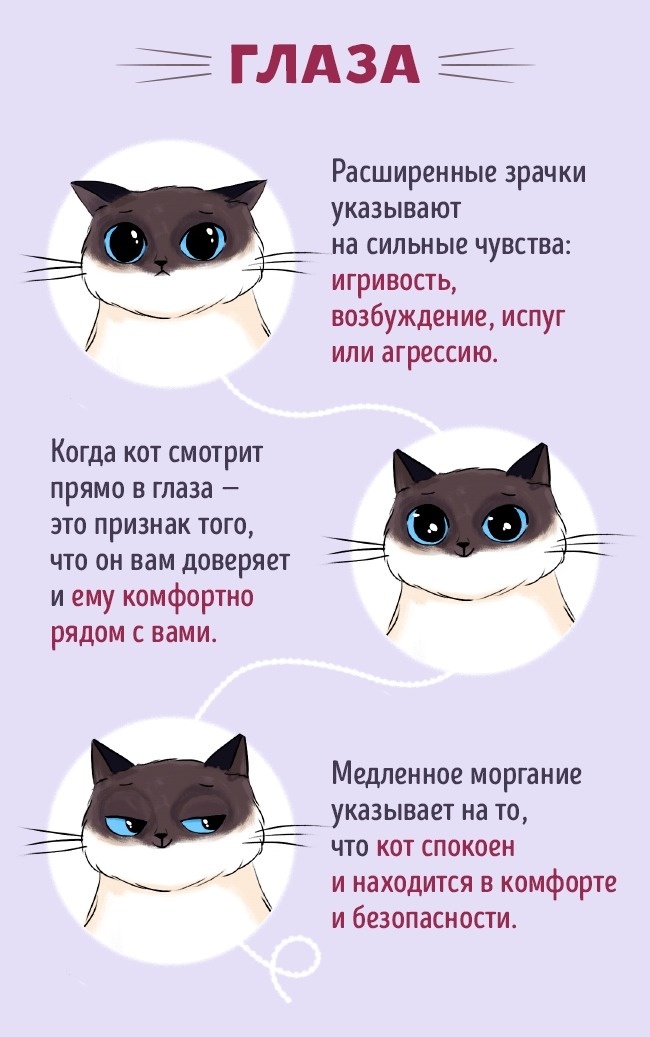 people and cats - cat, Communication, ADME, Useful, Longpost