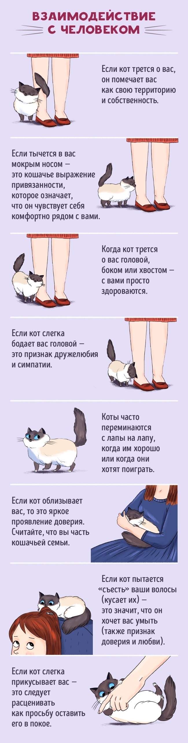 people and cats - cat, Communication, ADME, Useful, Longpost