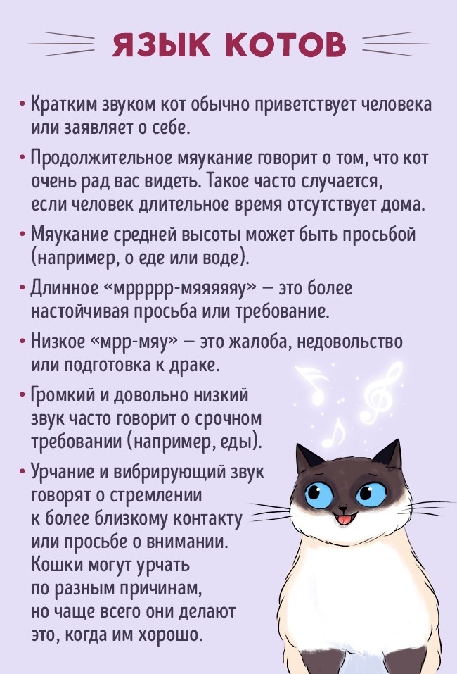 people and cats - cat, Communication, ADME, Useful, Longpost