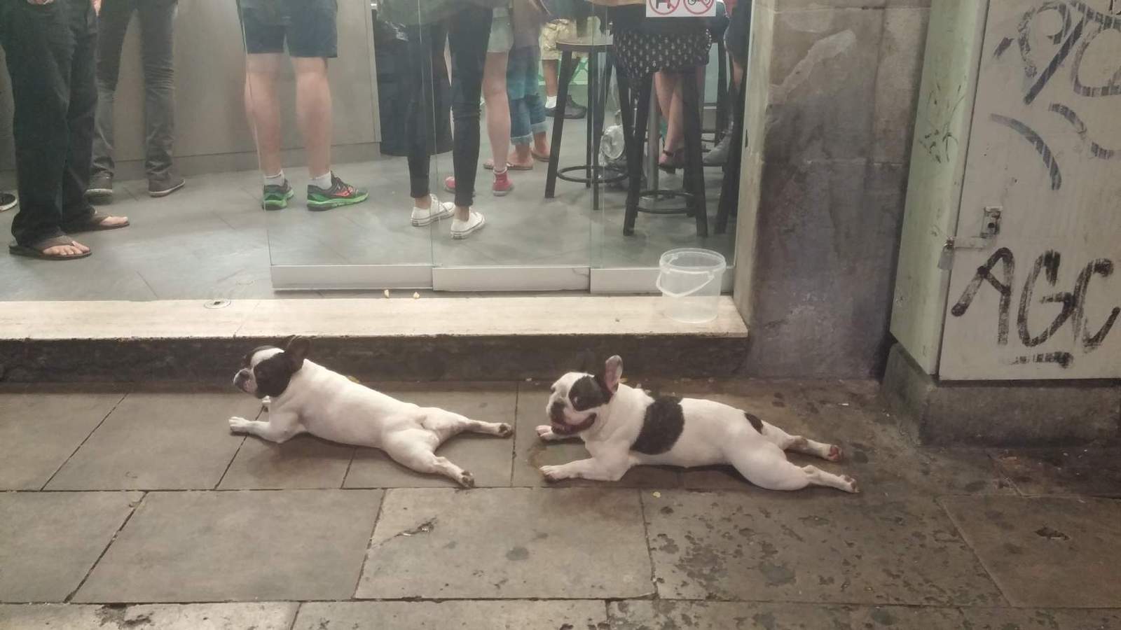 Lovely Barcelona dogs. Almost cats! - Dog, Barcelona, Relaxation, Milota, Barcelona city