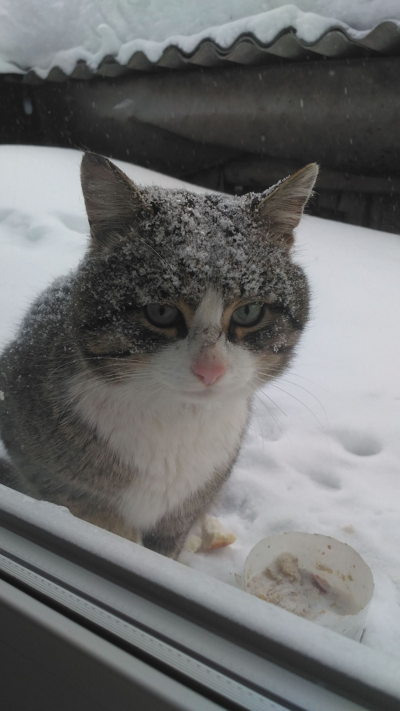 Прикормленный соседский кот - Моё, Кот, Снег, Грусть