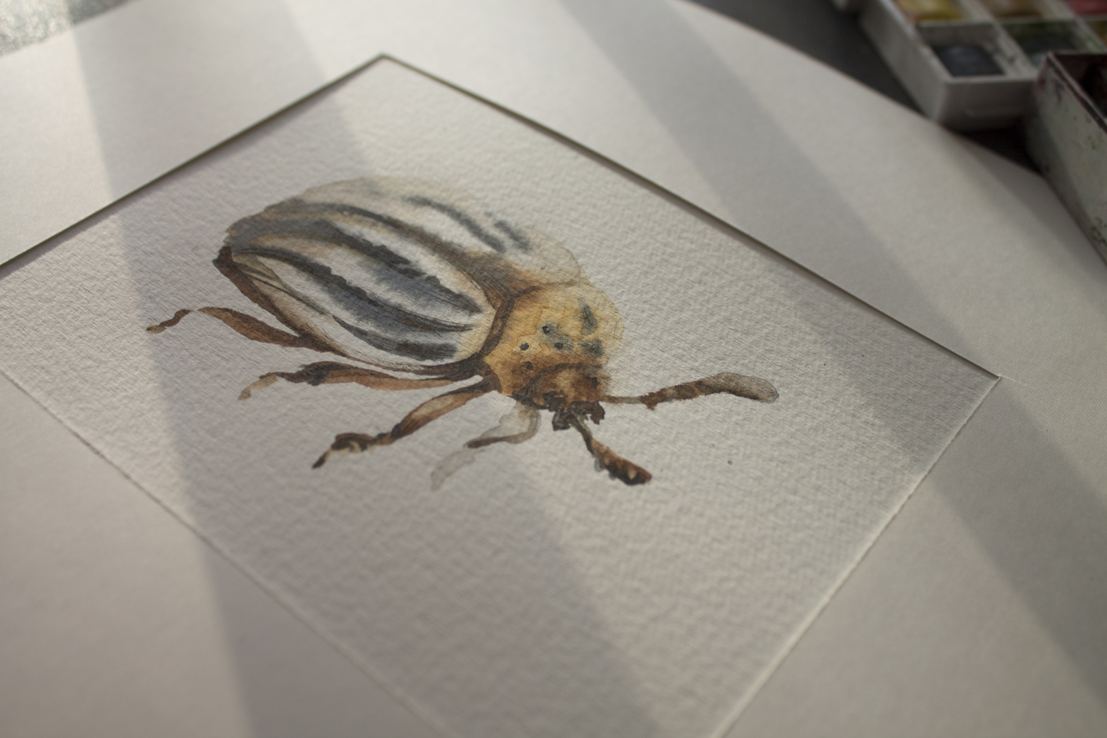 Colorado beetle - My, Colorado beetle, Watercolor, Drawing