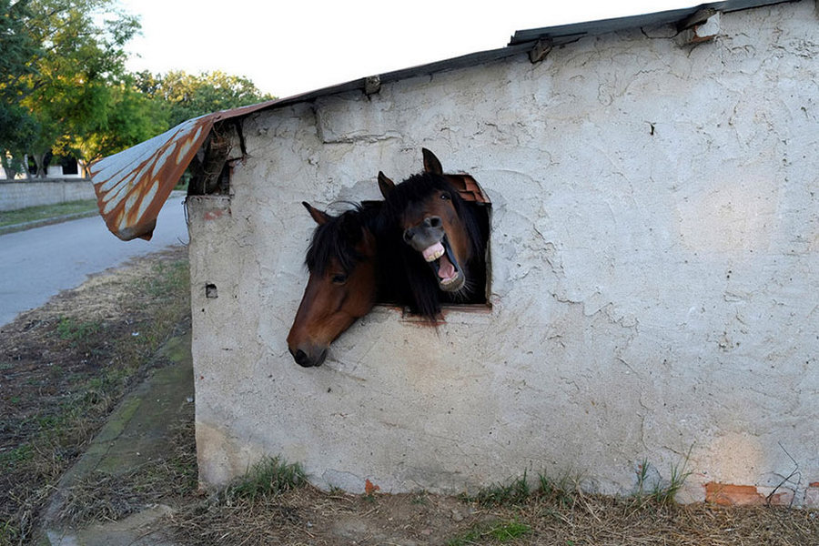 A selection of emotional photos of 2016 - Emotions, The photo, Interesting, , Longpost