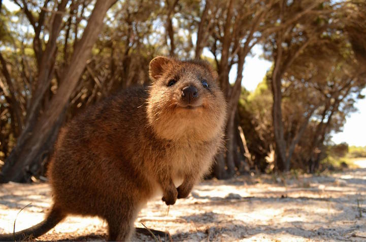 The cutest and friendliest selfie animal in the world!!! - Quokka, , Milota, Longpost