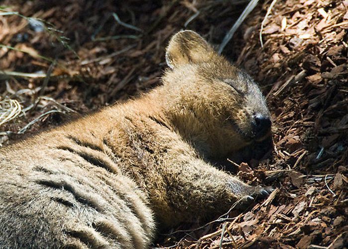 The cutest and friendliest selfie animal in the world!!! - Quokka, , Milota, Longpost