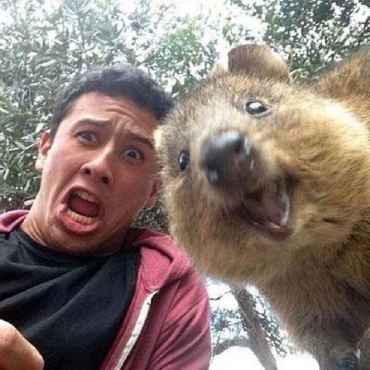 The cutest and friendliest selfie animal in the world!!! - Quokka, , Milota, Longpost