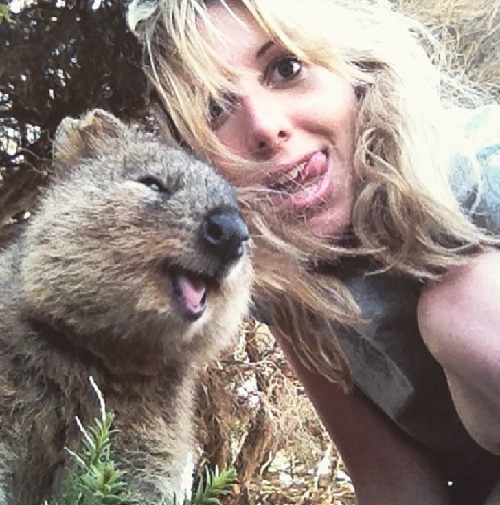 The cutest and friendliest selfie animal in the world!!! - Quokka, , Milota, Longpost