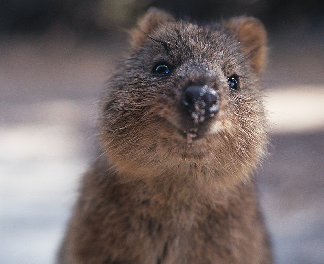 The cutest and friendliest selfie animal in the world!!! - Quokka, , Milota, Longpost