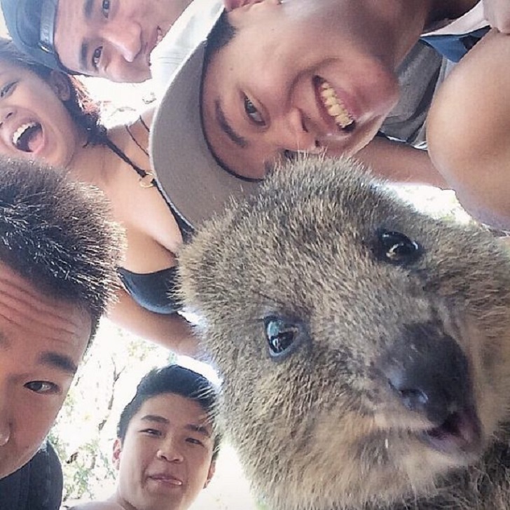 The cutest and friendliest selfie animal in the world!!! - Quokka, , Milota, Longpost