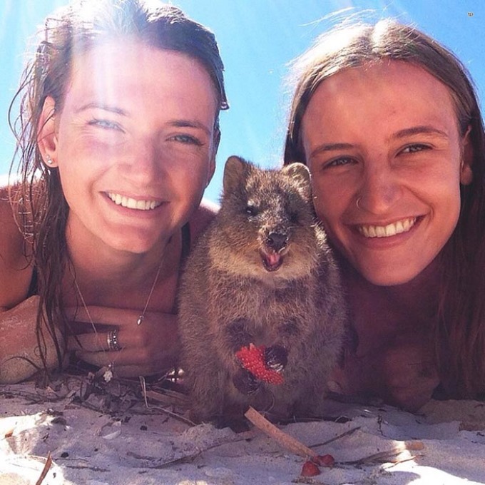 The cutest and friendliest selfie animal in the world!!! - Quokka, , Milota, Longpost