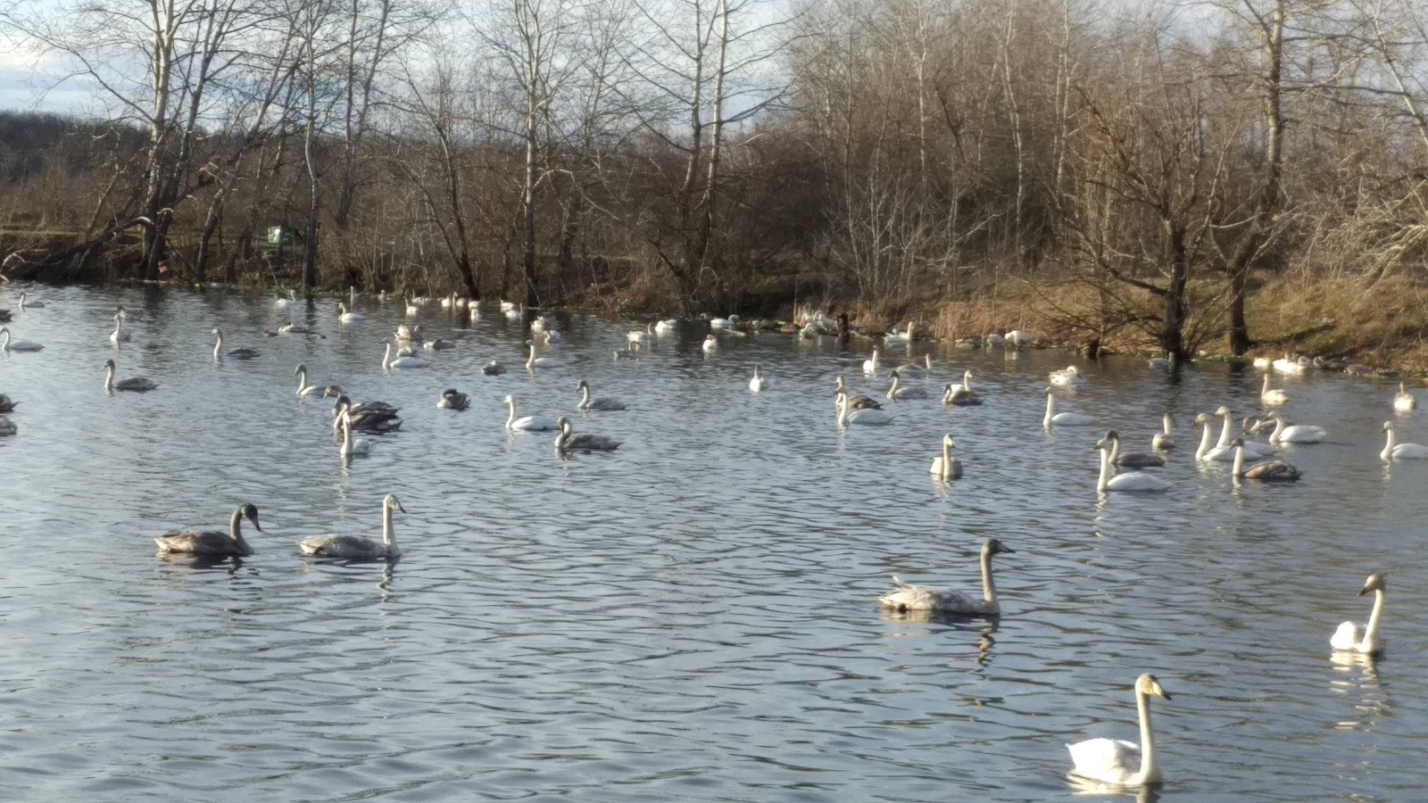 Swans - My, Swans, Avian influenza, Khadyzhensk, Winter, Краснодарский Край, Longpost, My