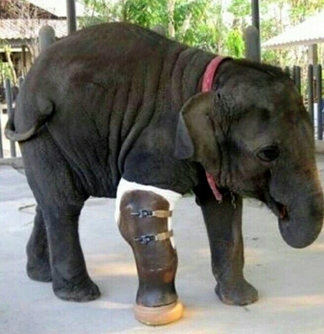 Elephant leg prosthesis - Prosthesis, Elephants, Disabled person, Photo, Animals, Kindness, Nature