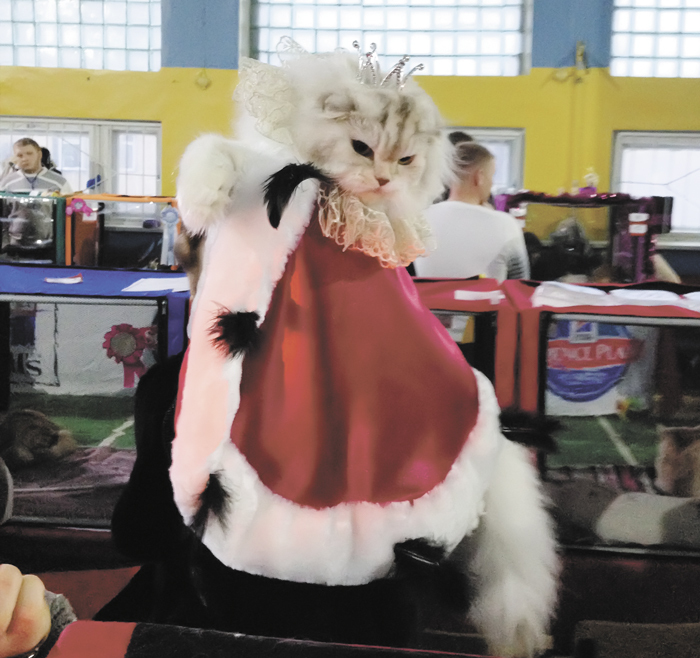 Again they ask to remove the Christmas tree - cat, King, Outfit