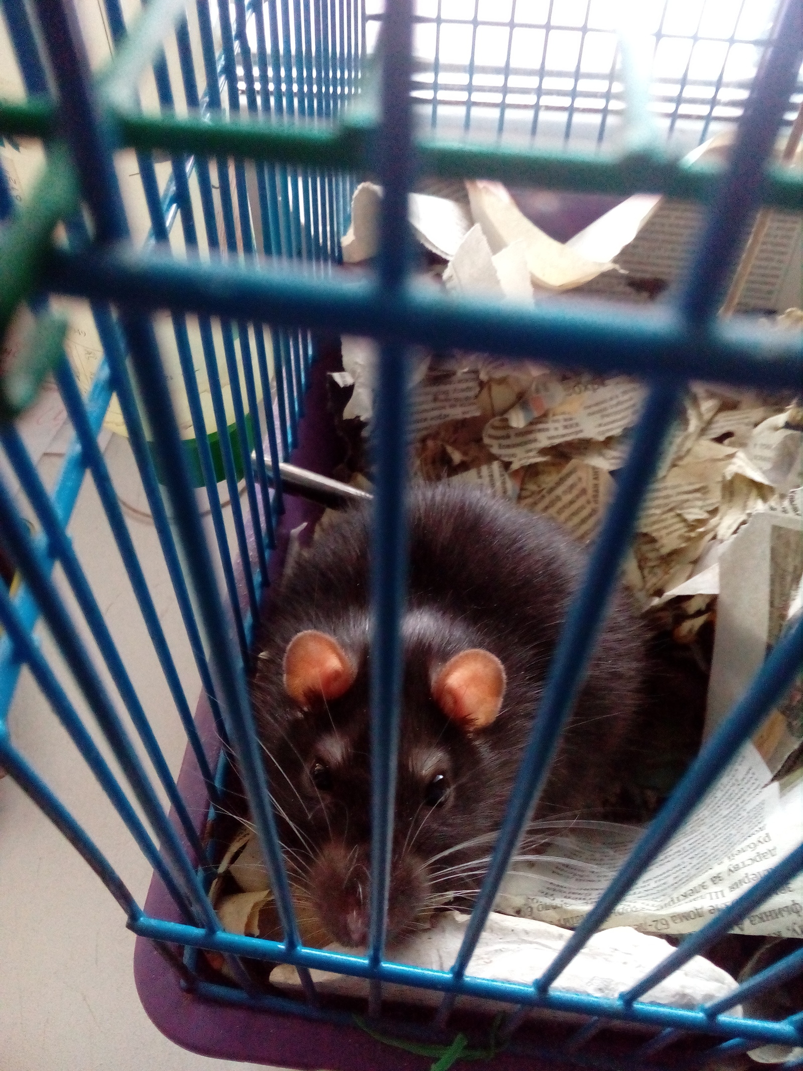 Rat - Love, Rat