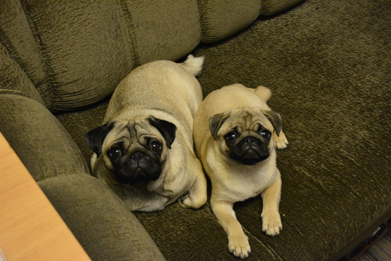 Time goes by, habits remain - My, Pug, Milota