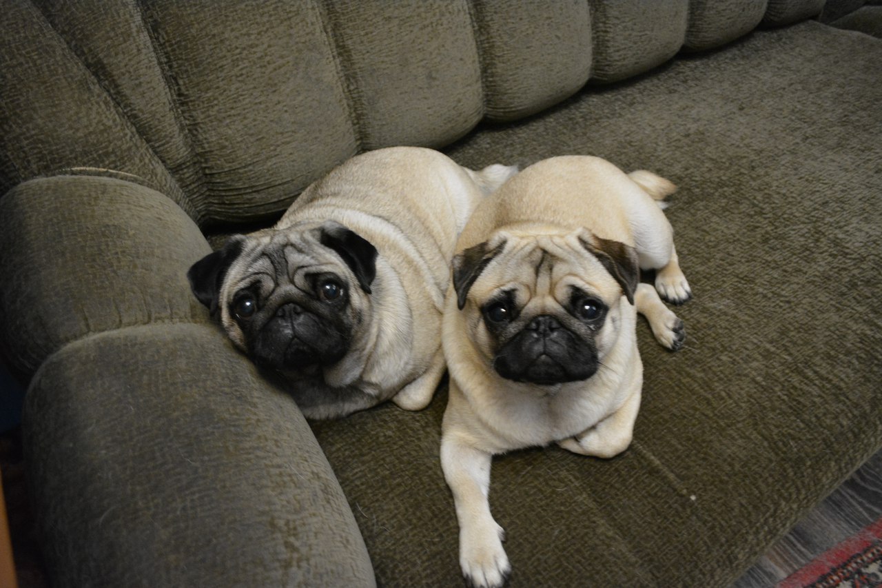 Time goes by, habits remain - My, Pug, Milota