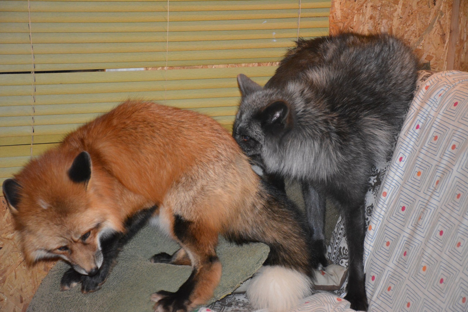 Getting to know Spike - My, Fox, Domestic fox, Acquaintance, 