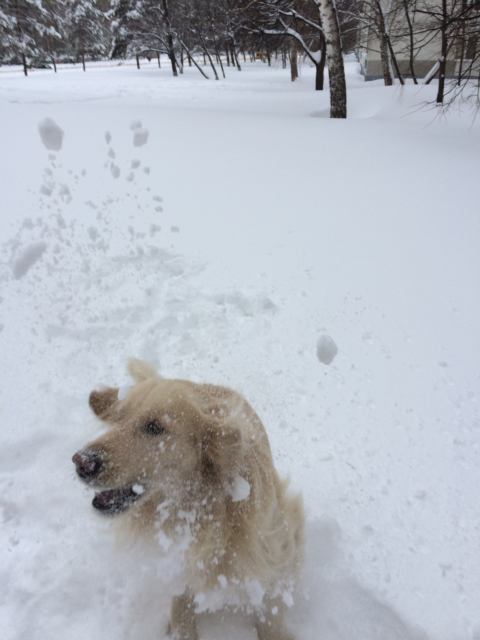 My Christmas dog who loves winter very much))) Good luck to everyone) - My, Dog, Winter, Games, Kindness, Christmas, Longpost