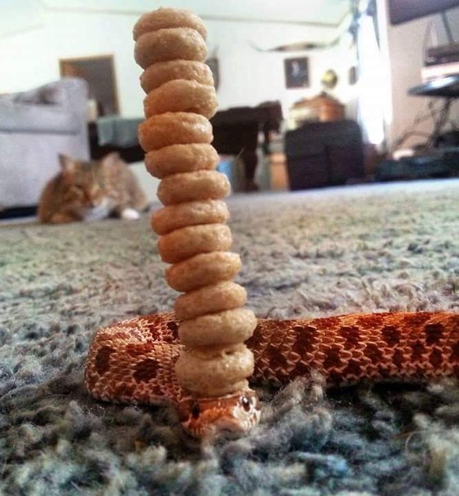 The greatest achievement of mankind - Snake, Cookies, cat