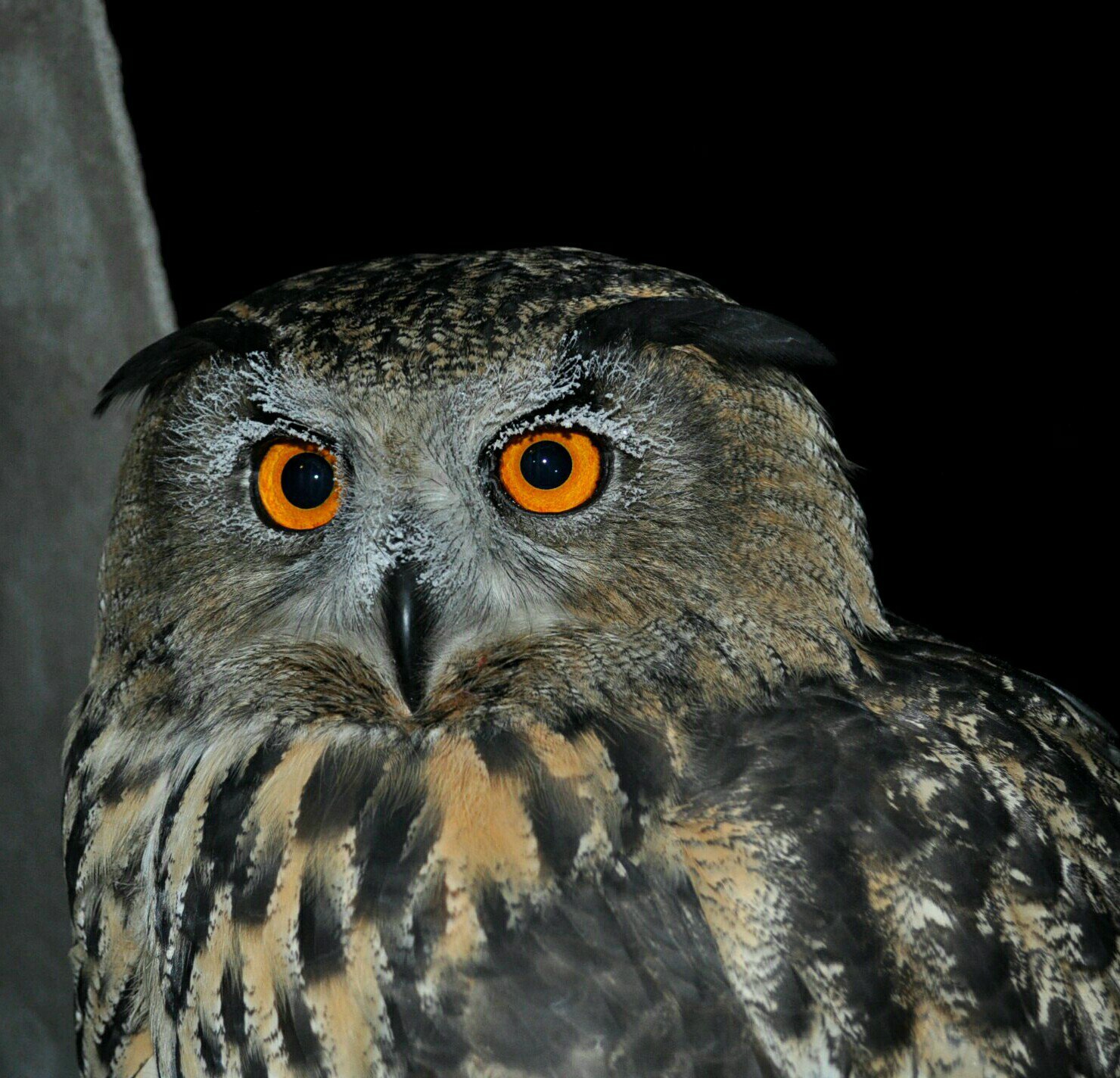 Snowflake outside the window - My, Spruce, Owl, Owl, freezing, House owls, Frost, Yoll, Longpost