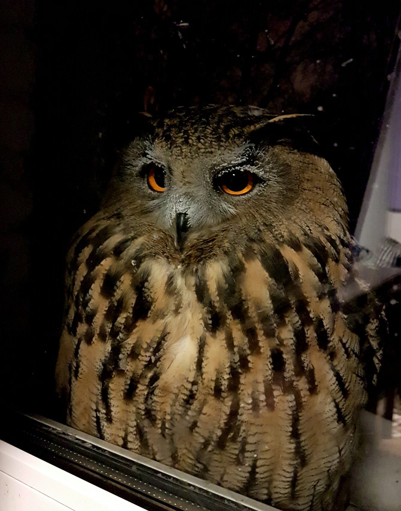 Snowflake outside the window - My, Spruce, Owl, Owl, freezing, House owls, Frost, Yoll, Longpost