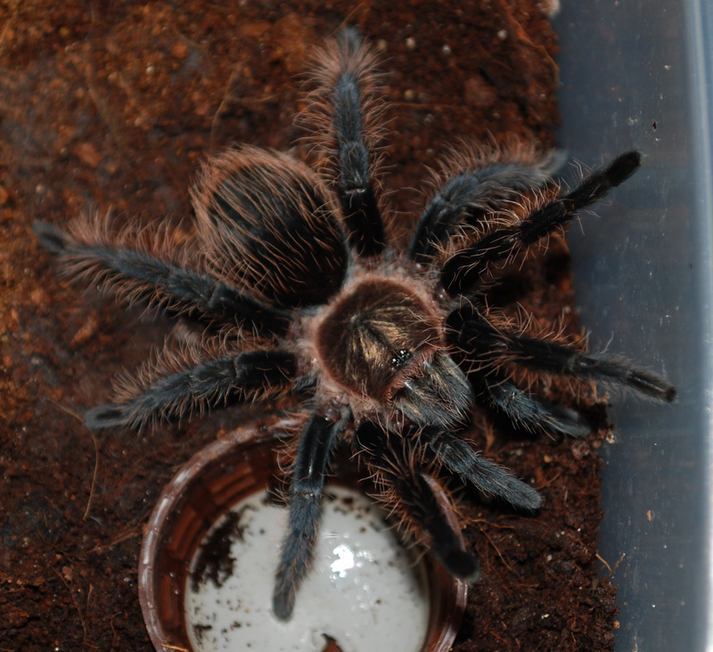 My furry friends and Arachnophobia. - My, Spider, Arachnophobia, Exotarium, Tarantula, Bird spiders, Longpost