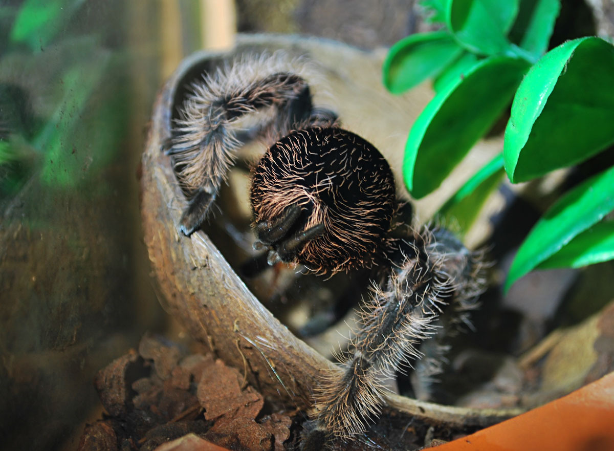 My furry friends and Arachnophobia. - My, Spider, Arachnophobia, Exotarium, Tarantula, Bird spiders, Longpost